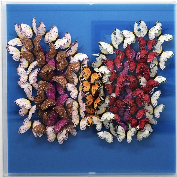 Michael Olsen  Butterflies